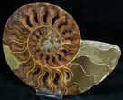 Beautiful Cut & Polished Ammonite #6873-4